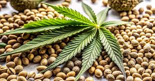 Exploring the Best Marijuana Seeds California Has to Offer