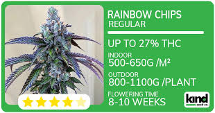 Exploring the Best Marijuana Seeds California Has to Offer